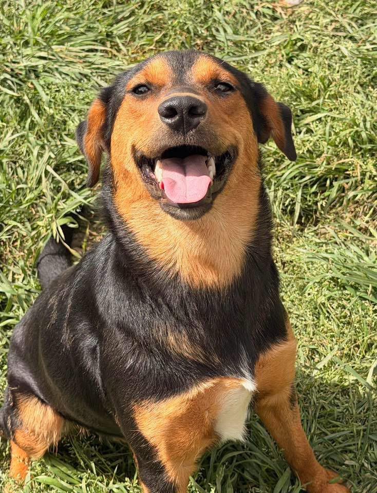 Enlarge Lila, a Adoptable Shepherd in Fairfax, VA image 6/6