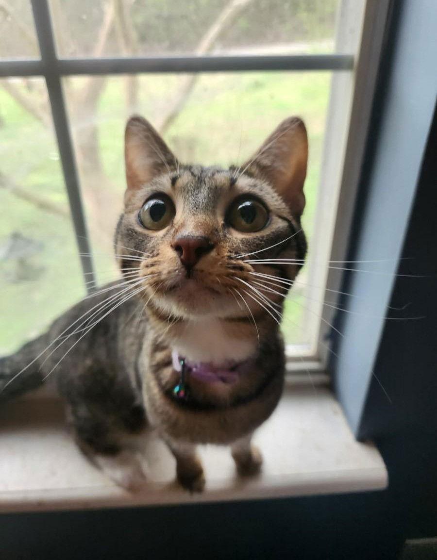 Magnolia, Adoptable, Kitten Female Domestic Short Hair.