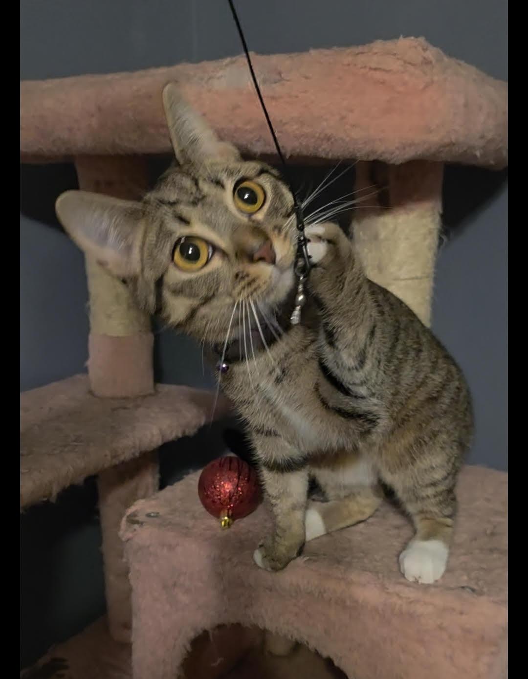 Magnolia, a Adoptable Domestic Short Hair in Nashville, TN image 2/3