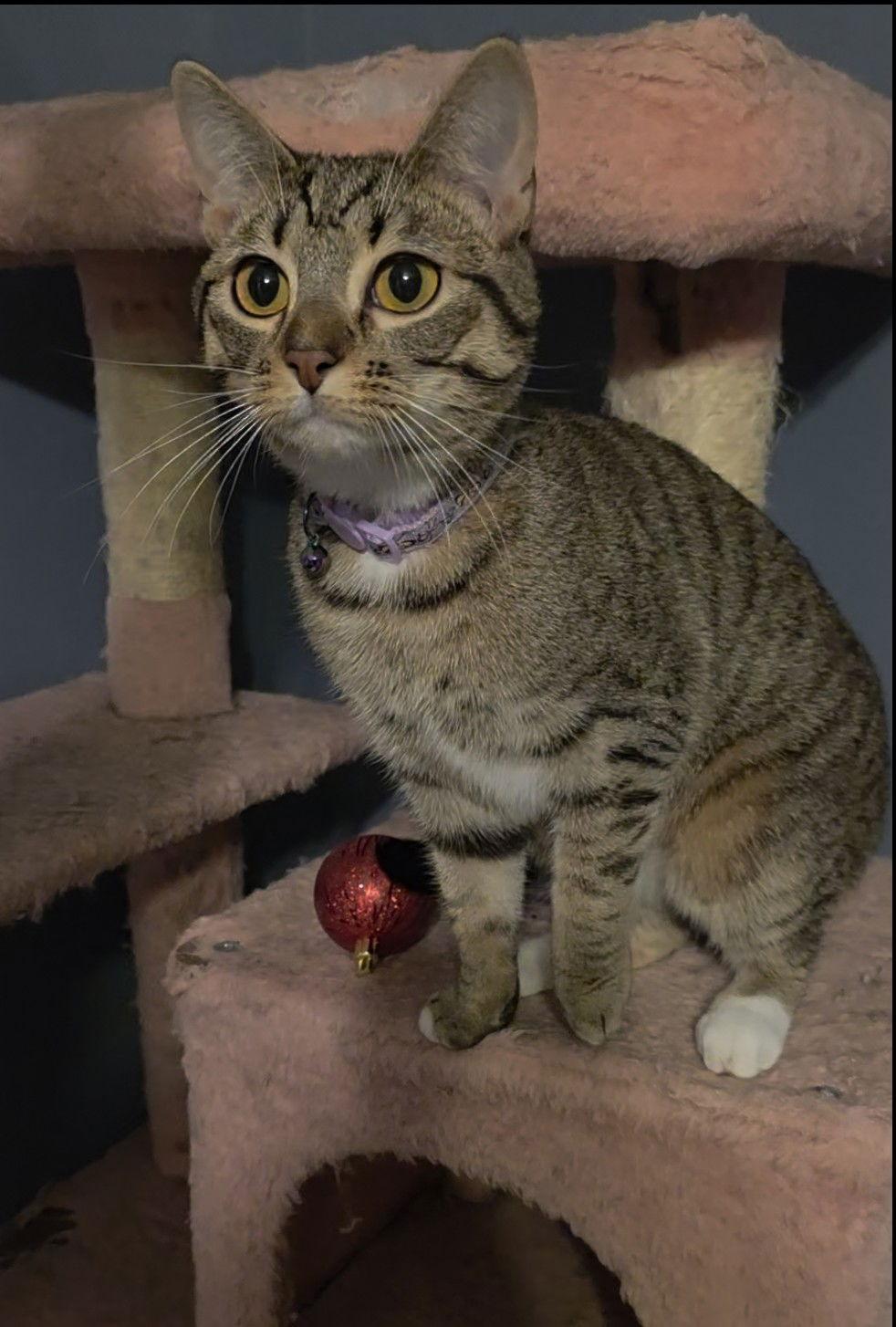 Magnolia, a Adoptable Domestic Short Hair in Nashville, TN image 3/3