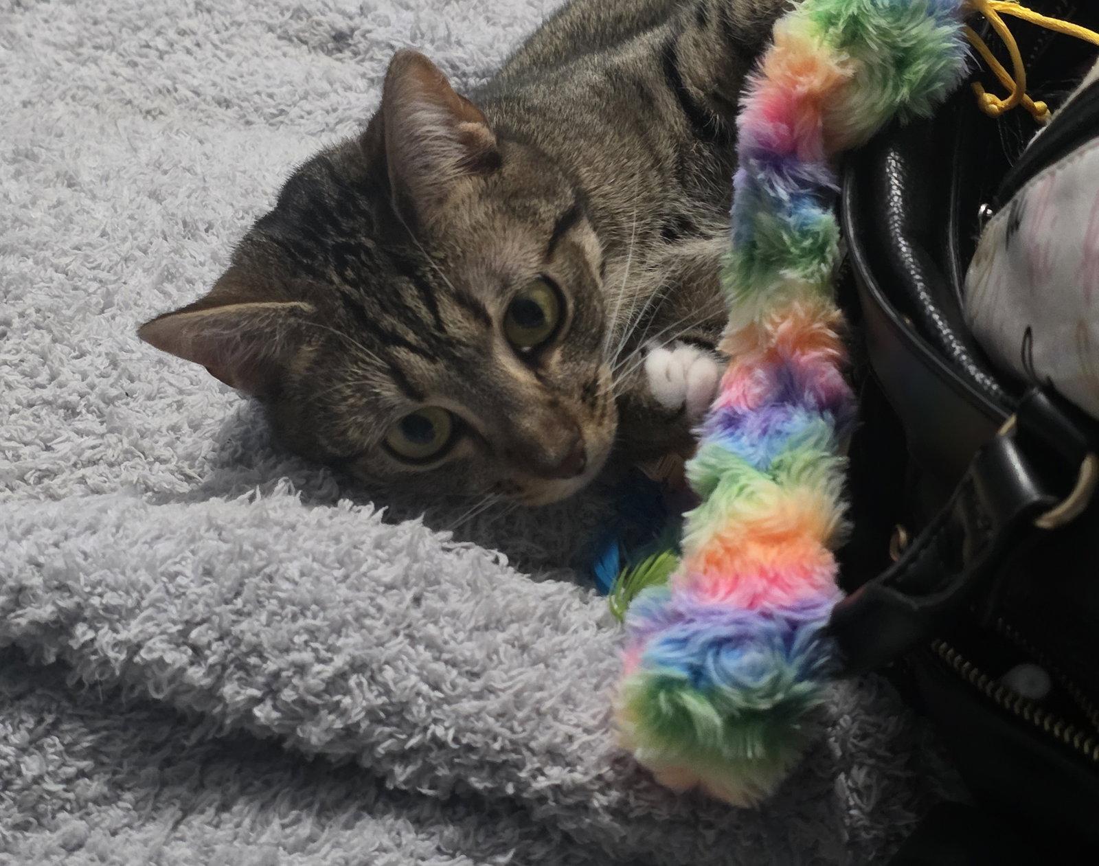 Enlarge Magnolia, a Adoptable Domestic Short Hair in Nashville, TN image 3/3