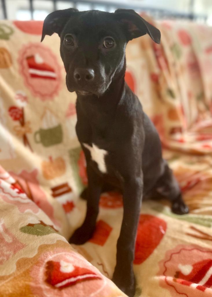 Enlarge Reagan, a Adoptable mixed breed in Hudson, NY image 1/1