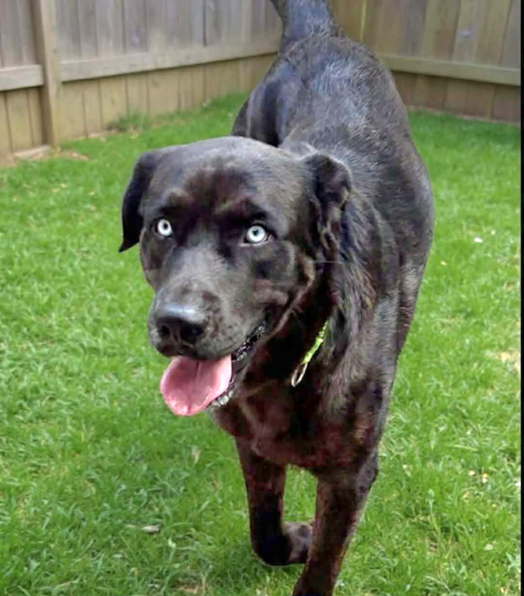 Enlarge Sky, a ADOPTABLE mixed breed in Niagara Falls, NY image 1/5