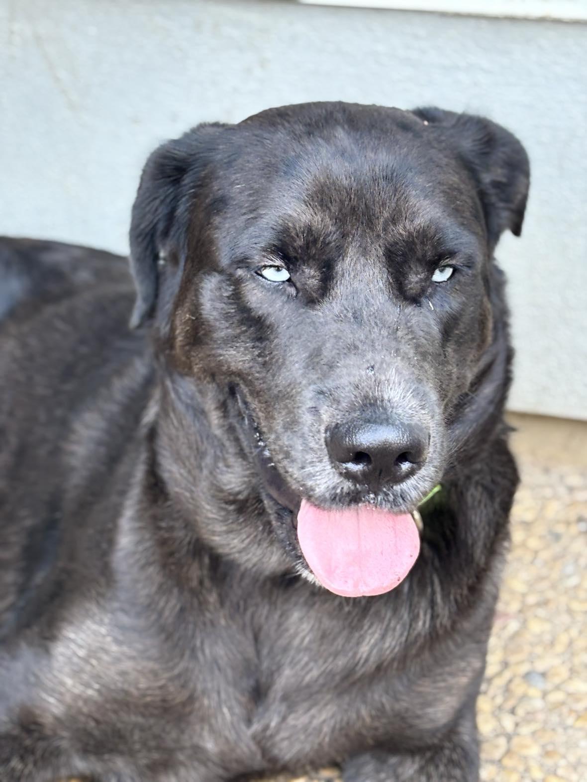 Enlarge Sky, a ADOPTABLE mixed breed in Niagara Falls, NY image 2/5