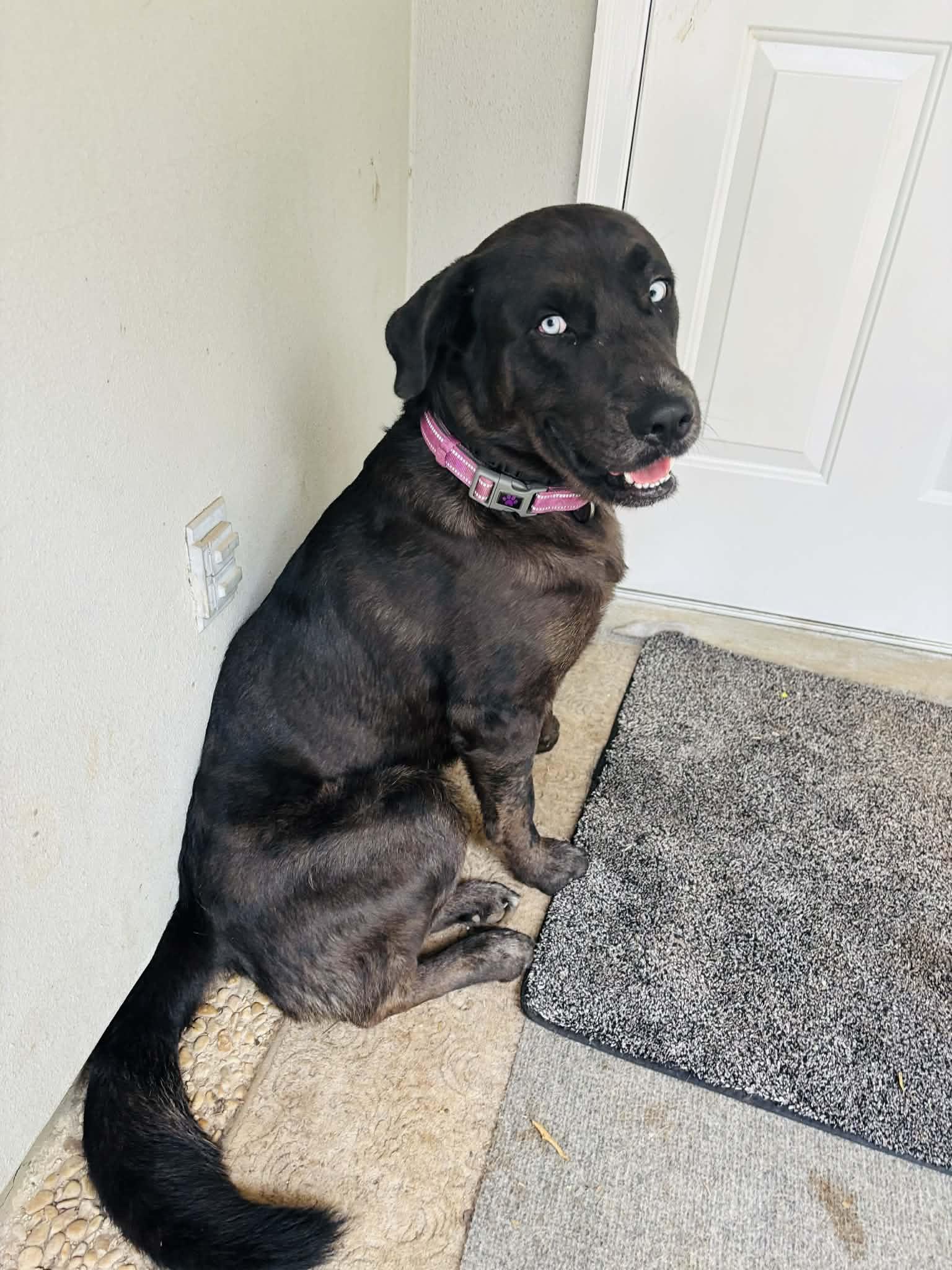 Enlarge Sky, a ADOPTABLE mixed breed in Niagara Falls, NY image 3/5