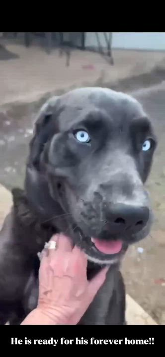 Enlarge Sky, a ADOPTABLE mixed breed in Niagara Falls, NY video 5/5