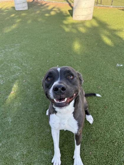 Lily, a Adoptable mixed breed in Hutchinson, KS image 1/3