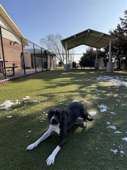 Lily, a Adoptable mixed breed in Hutchinson, KS image 3/3