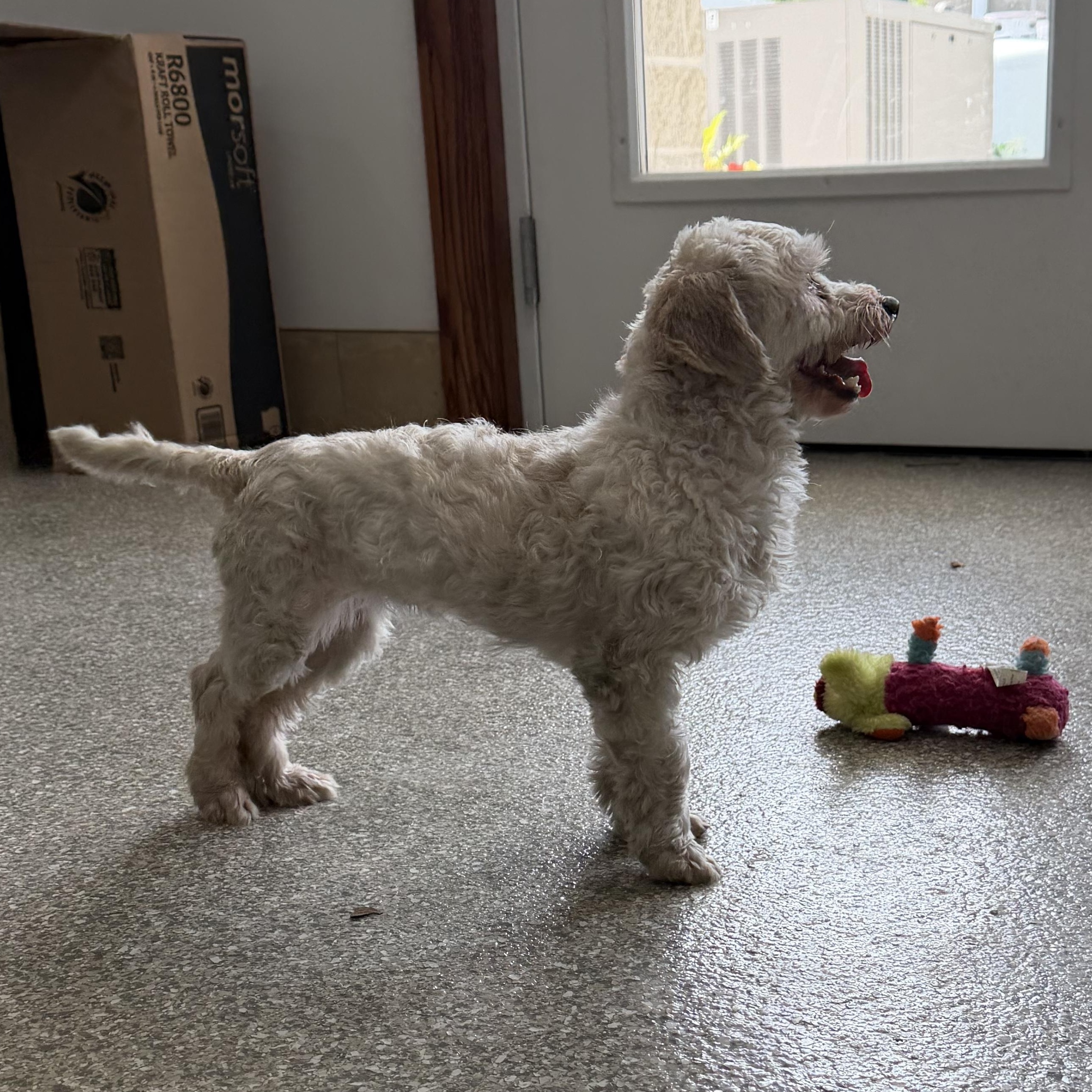 Happy, an adopted mixed breed in Latrobe, PA image 4/5