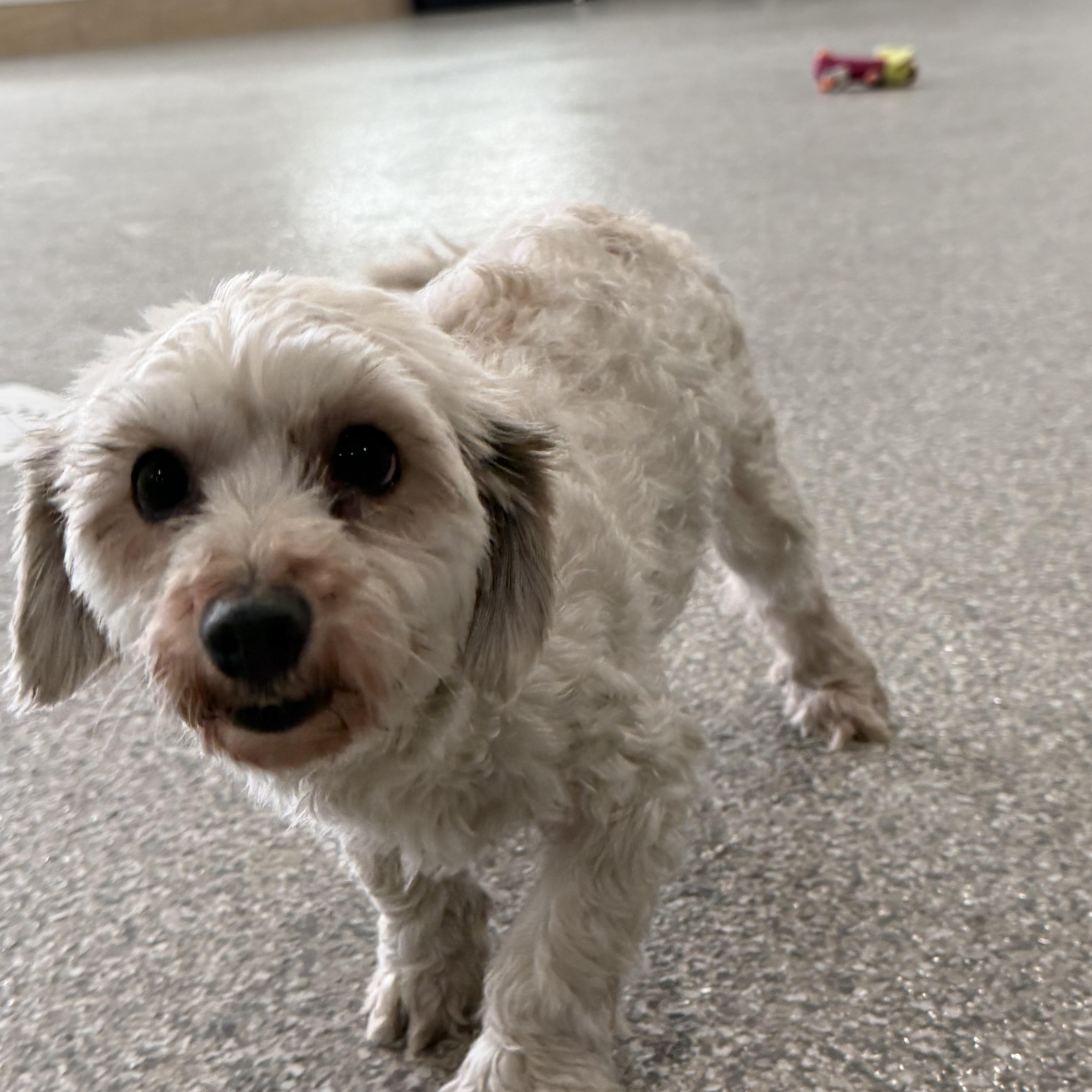 Happy, an adopted mixed breed in Latrobe, PA image 2/5