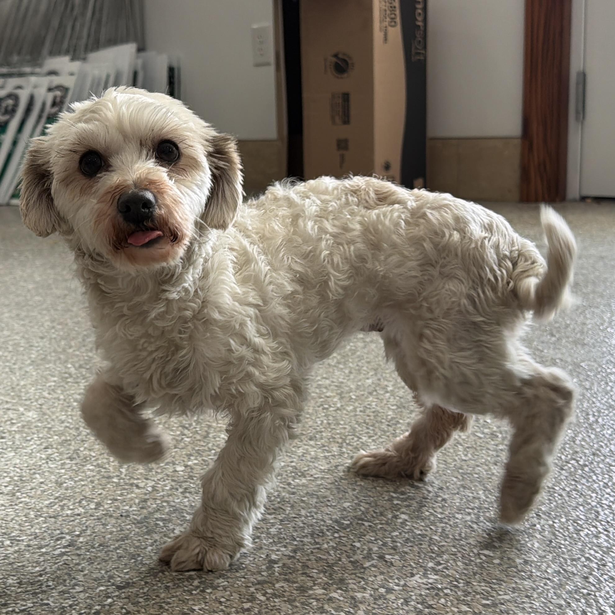 Happy, adopted, Young Female Havanese.