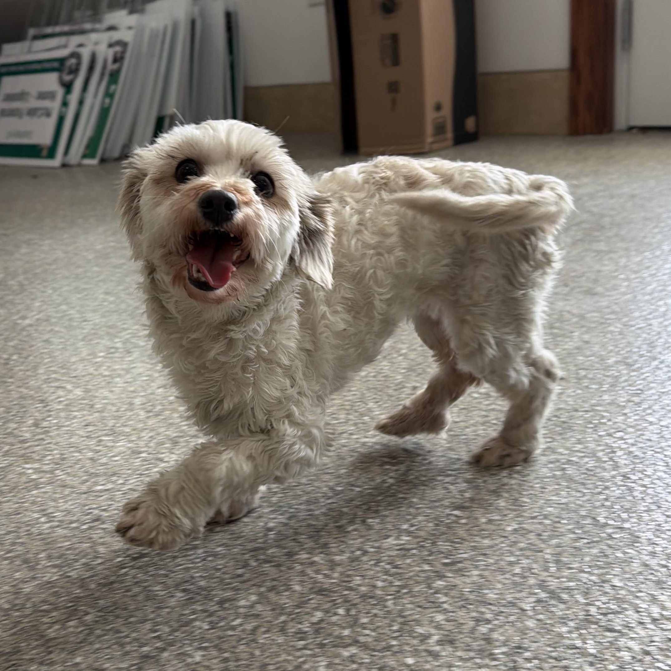 Happy, an adopted mixed breed in Latrobe, PA image 5/5