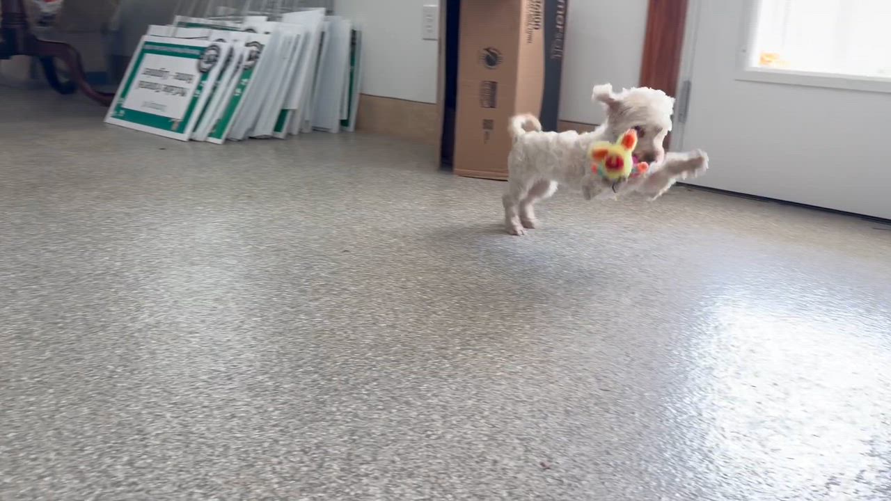 Enlarge Happy, an adopted mixed breed in Latrobe, PA video 3/5