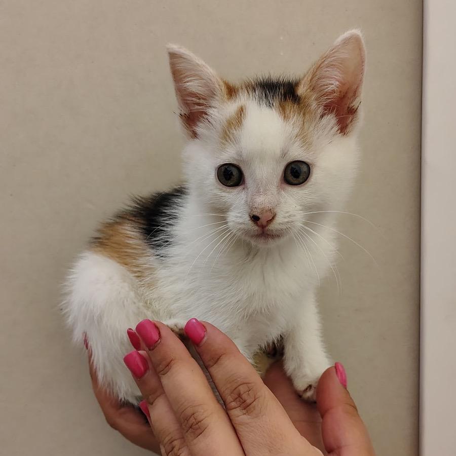 Cauliflower, Adoptable, Kitten Female Domestic Short Hair.