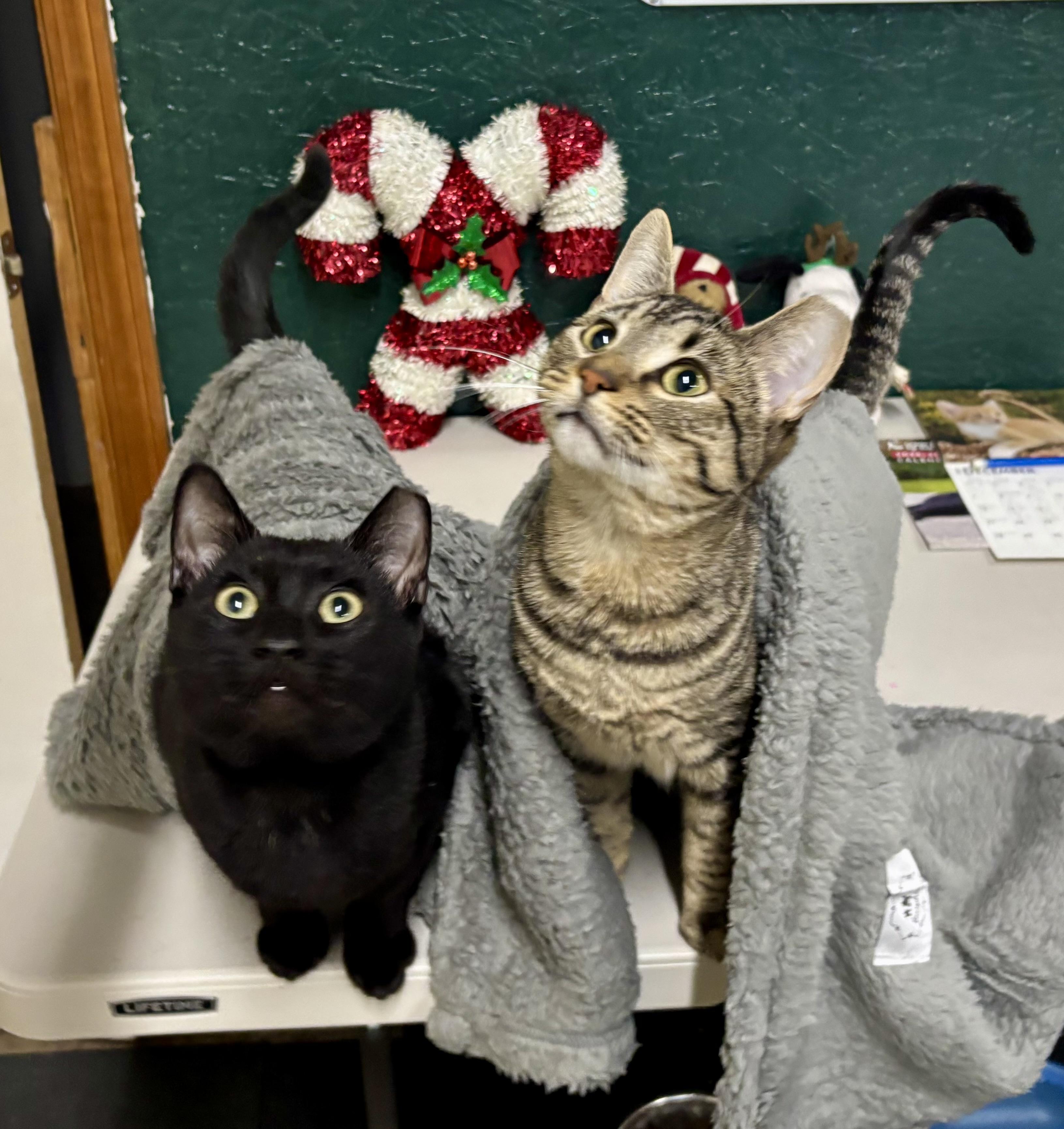 Enlarge Noche, a Adoptable Domestic Short Hair in Melbourne, AR image 6/6