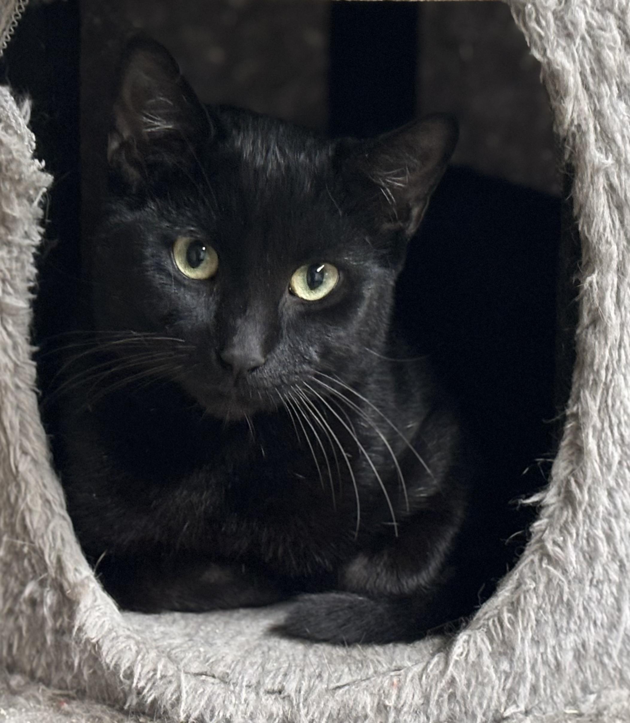 Noche, a Adoptable Domestic Short Hair in Melbourne, AR image 1/6