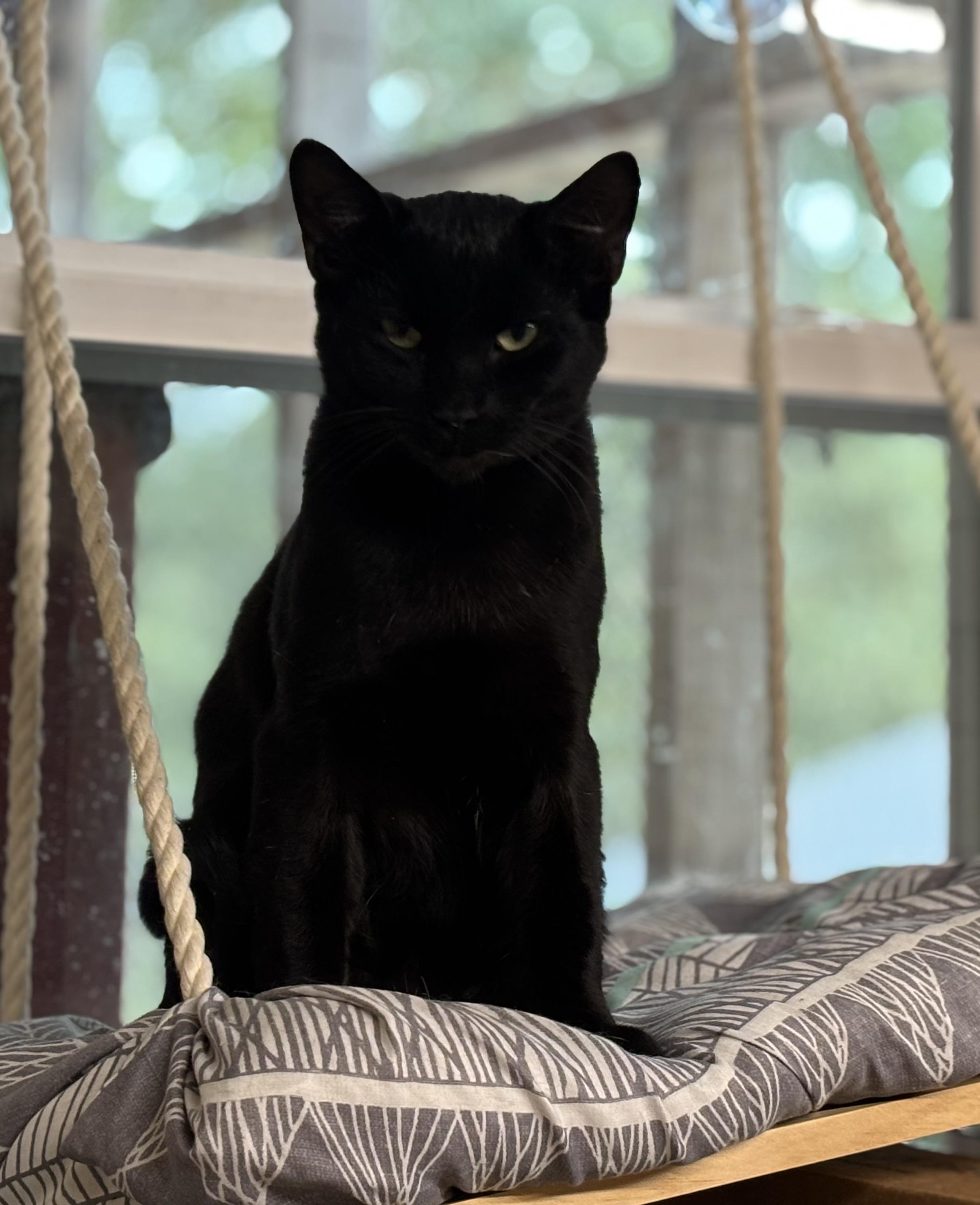 Noche, a Adoptable Domestic Short Hair in Melbourne, AR image 3/6