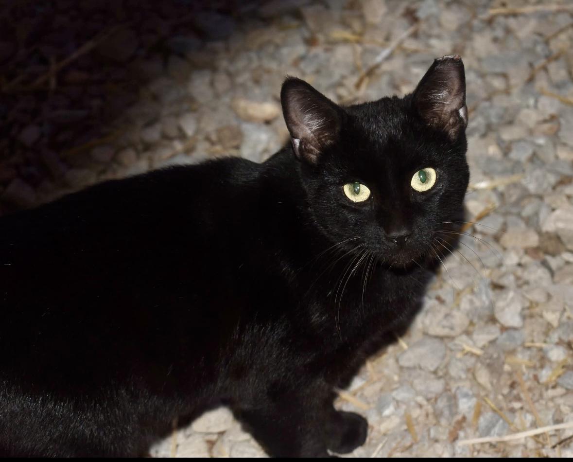 Noche, a Adoptable Domestic Short Hair in Melbourne, AR image 4/6