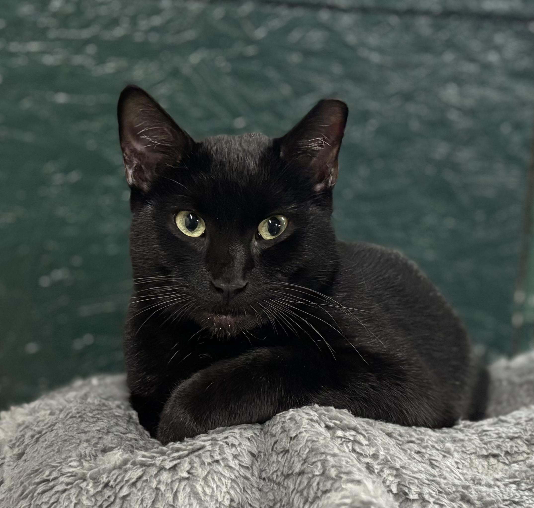 Enlarge Noche, a Adoptable Domestic Short Hair in Melbourne, AR image 5/6