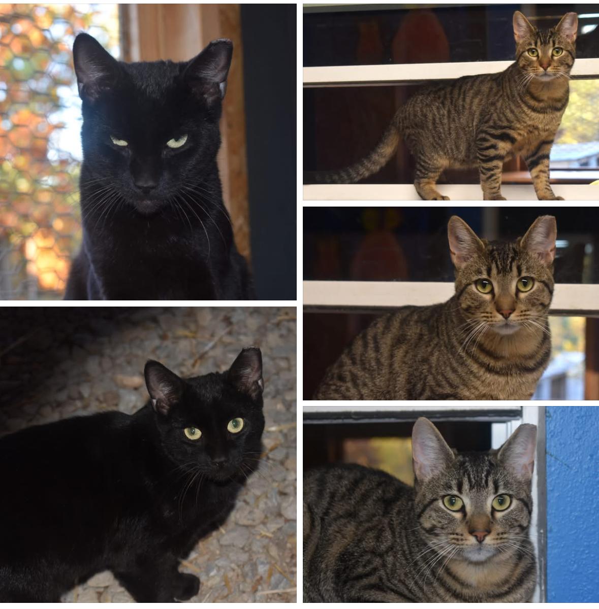 Noche, a Adoptable Domestic Short Hair in Melbourne, AR image 5/6