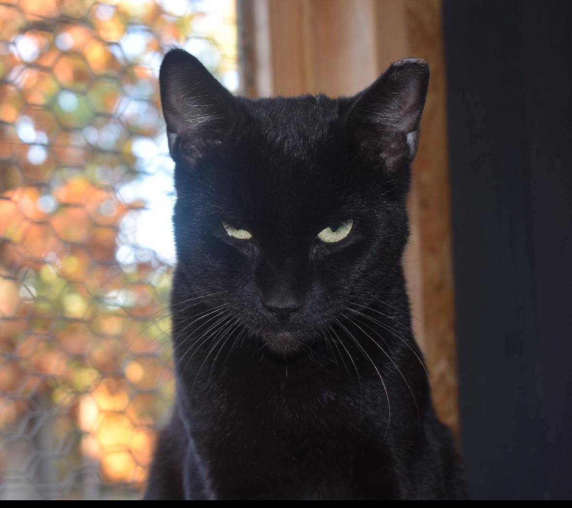 Noche, a Adoptable Domestic Short Hair in Melbourne, AR image 6/6