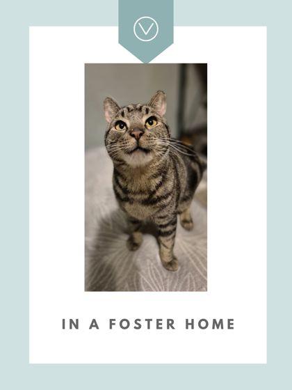 Oscar, Adoptable, Adult Male Domestic Short Hair & Domestic Short Hair.