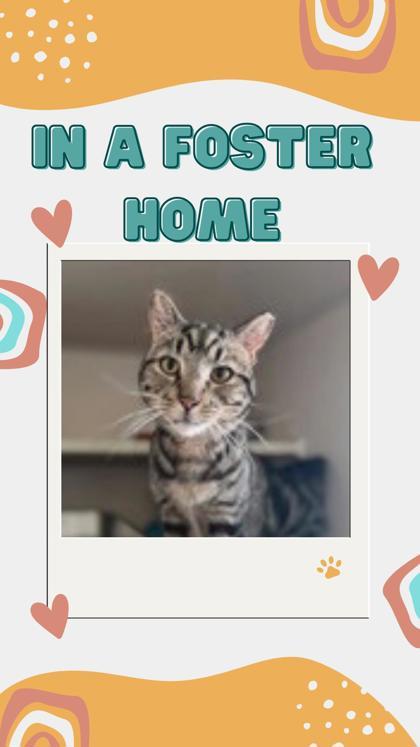 Oscar, Adoptable, Adult Male Domestic Short Hair & Domestic Short Hair.