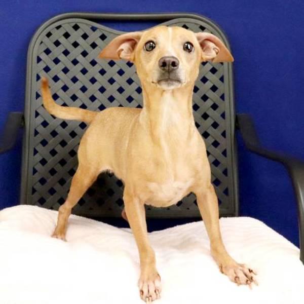 Enlarge Seraphina, a Adoptable mixed breed in Midland, TX image 1/2