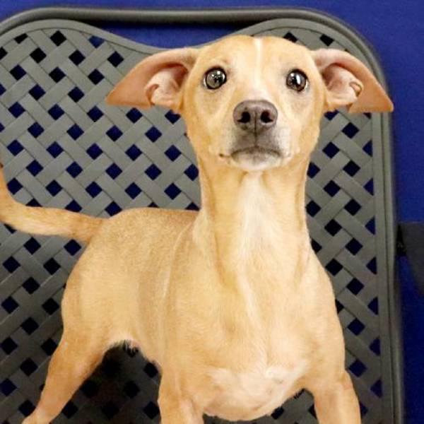 Enlarge Seraphina, a Adoptable mixed breed in Midland, TX image 2/2