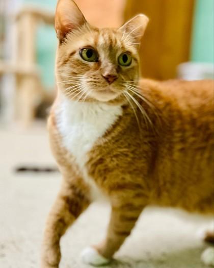 Chessie(Foster Needed)