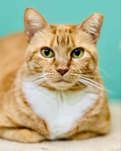 Chessie(Foster Needed) — thumbnail 3