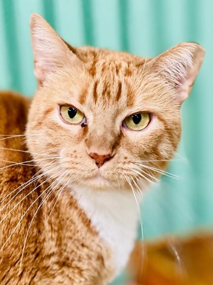 Chessie(Foster Needed) — thumbnail 5