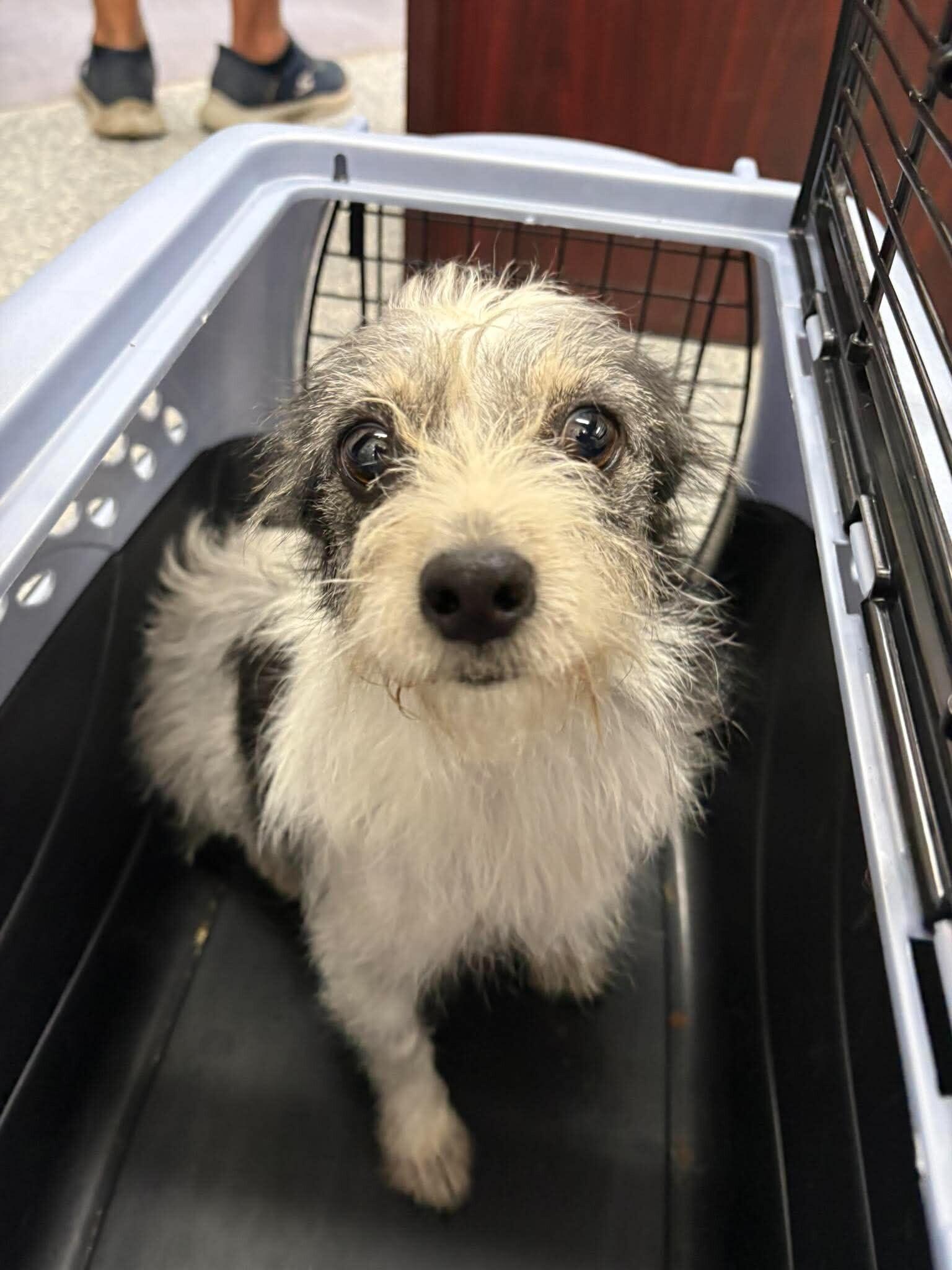 Enlarge Unknown, a Adoptable mixed breed in Burgaw, NC image 1/1