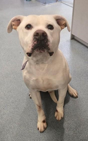 Dutch, Adoptable, Adult Male Pit Bull Terrier.