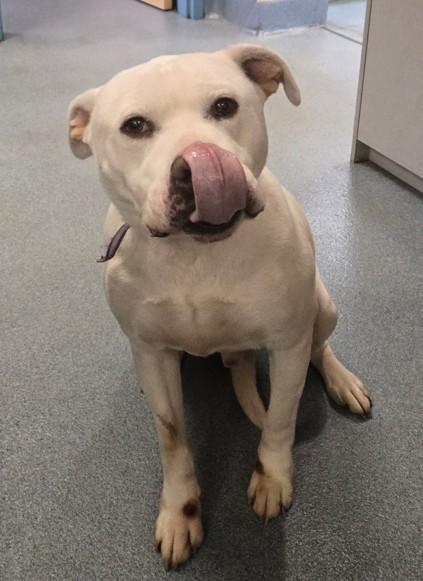 Enlarge Dutch, a Adoptable Pit Bull Terrier in Suffolk, VA image 2/2