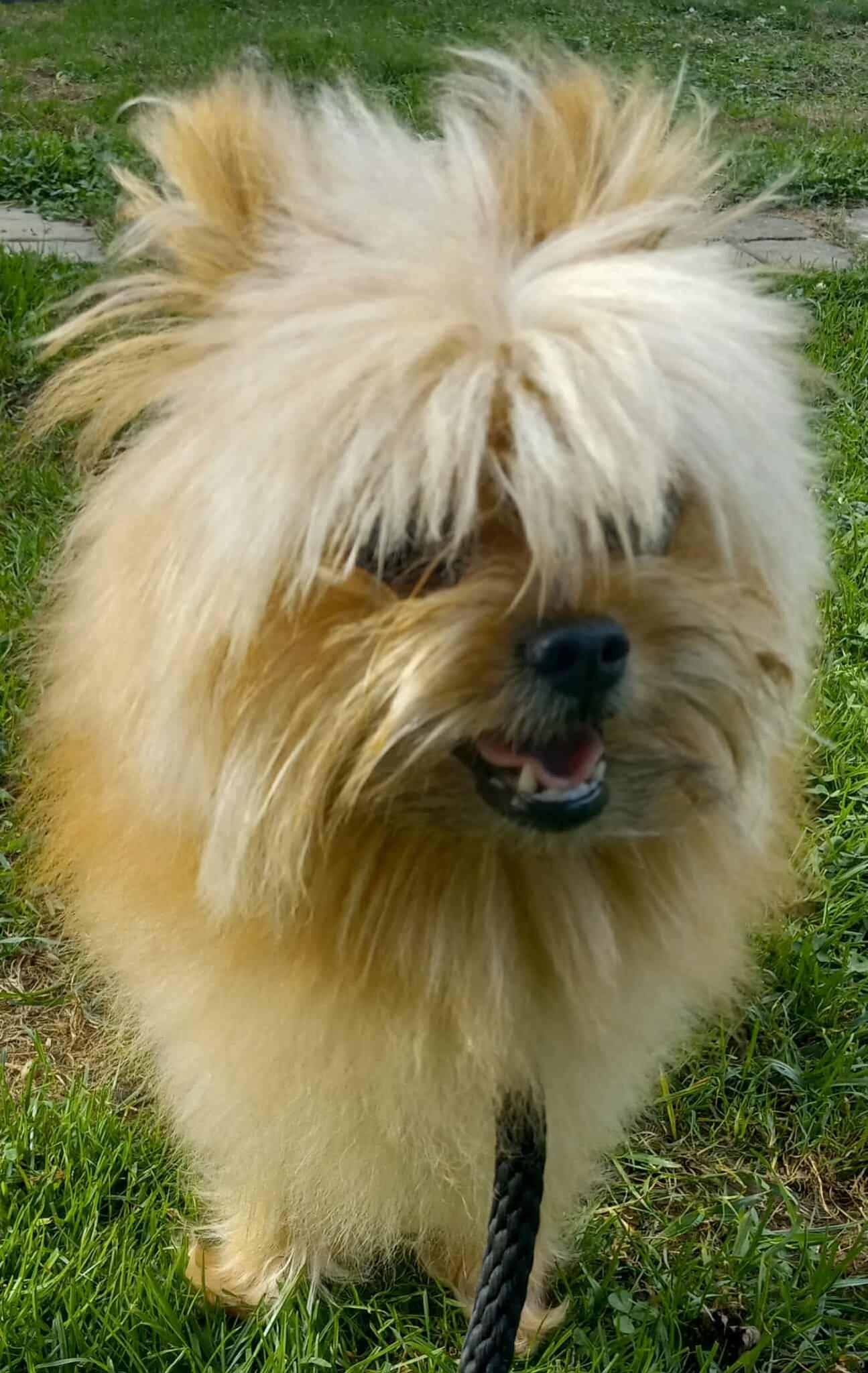 Enlarge Puff Daddy, a Adopted Pomeranian in Ceres, VA image 1/3