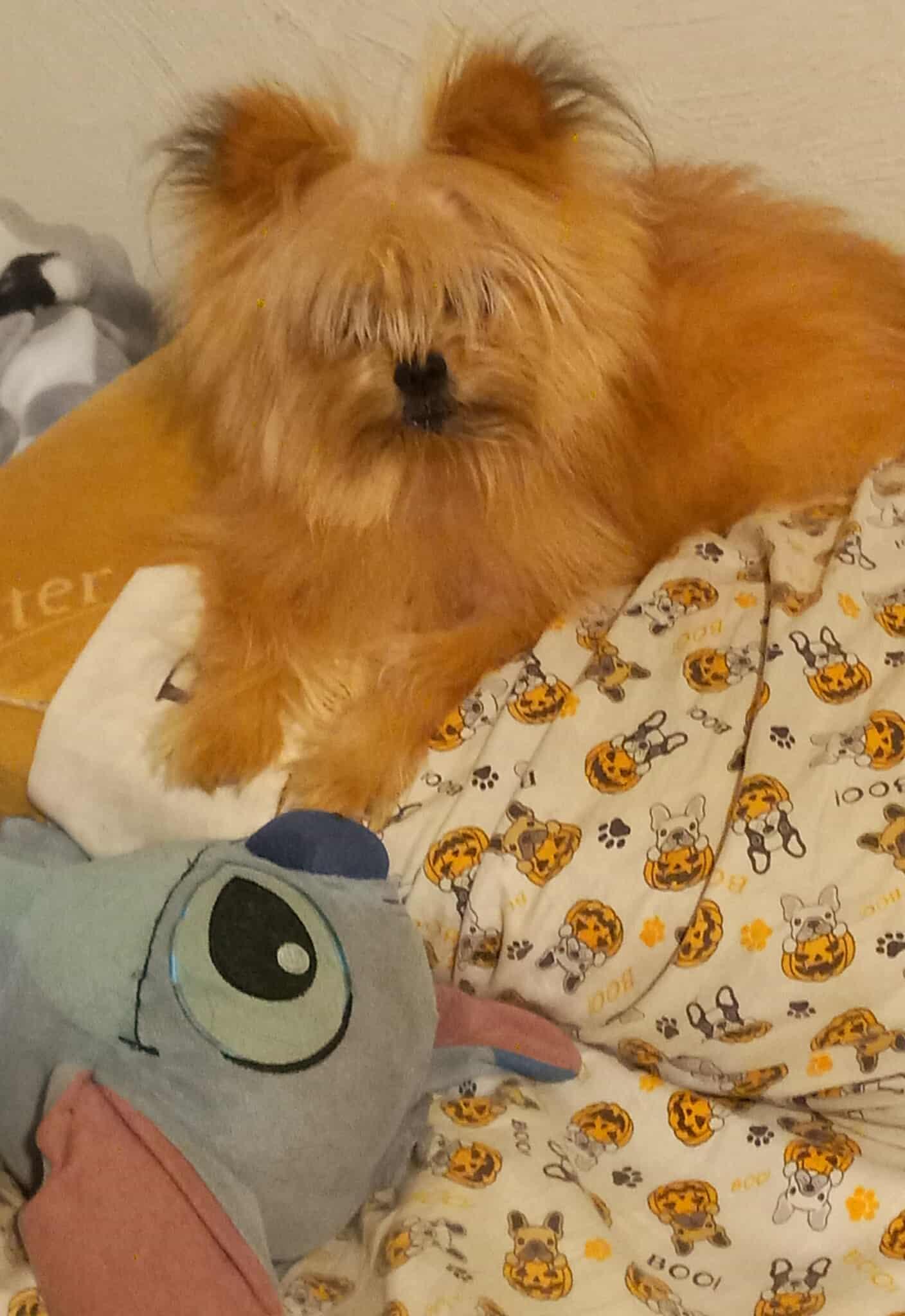 Enlarge Puff Daddy, a Adopted Pomeranian in Ceres, VA image 2/3