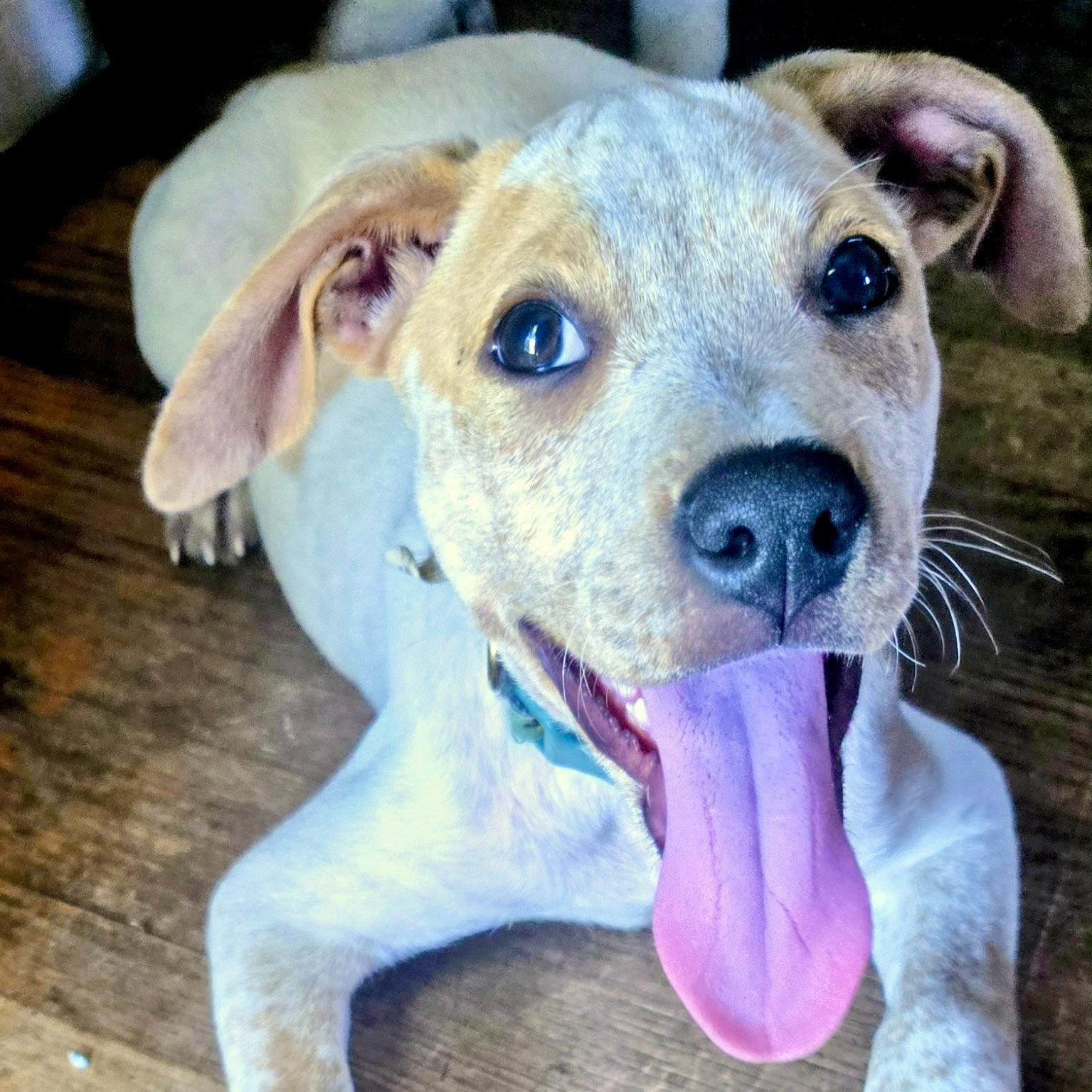 George, a ADOPTABLE mixed breed in Prior Lake, MN image 5/6