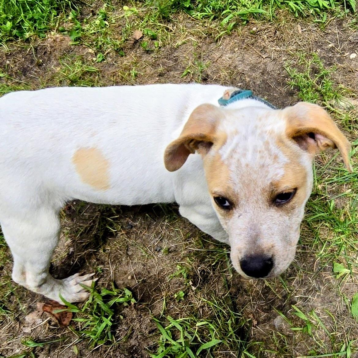 George, a ADOPTABLE mixed breed in Prior Lake, MN image 6/6