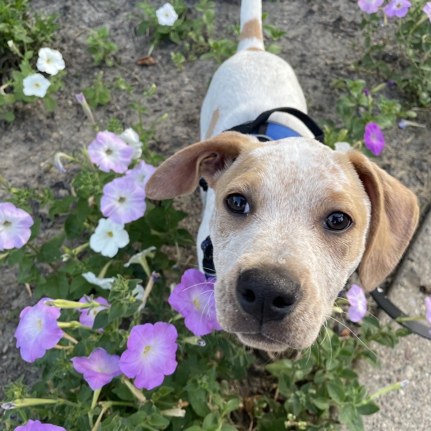 George, a ADOPTABLE mixed breed in Prior Lake, MN image 1/6