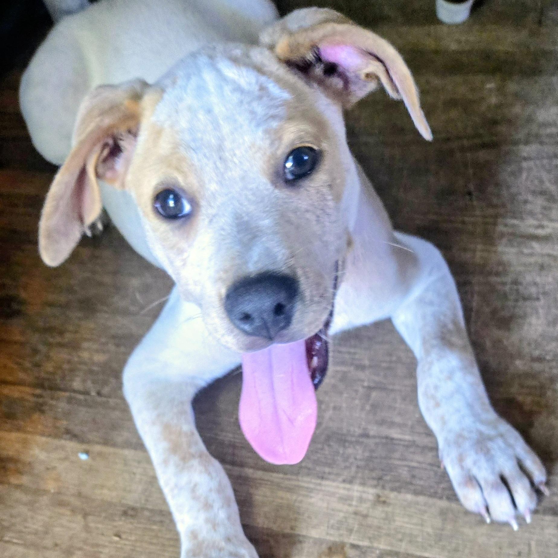 George, a ADOPTABLE mixed breed in Prior Lake, MN image 2/6
