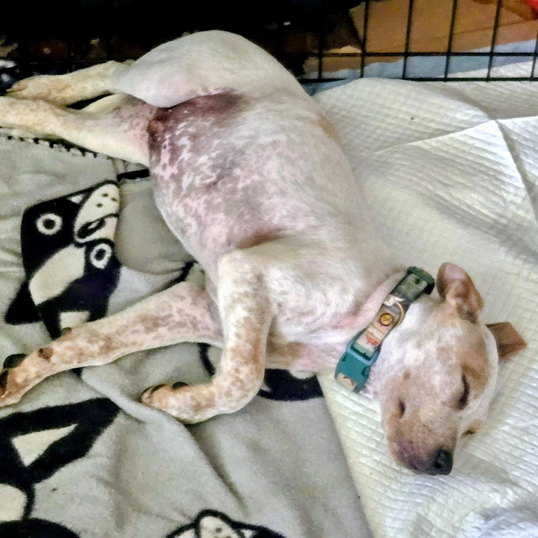 George, a ADOPTABLE mixed breed in Prior Lake, MN image 4/6