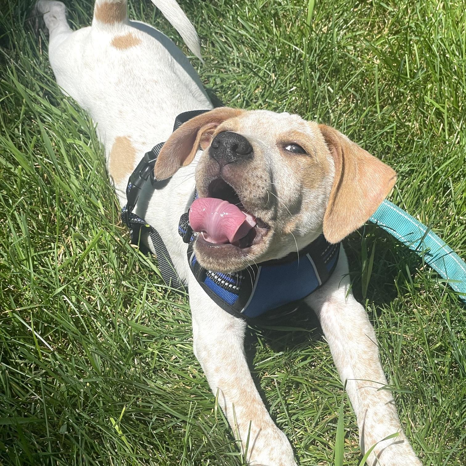 George, a ADOPTABLE mixed breed in Prior Lake, MN image 3/6