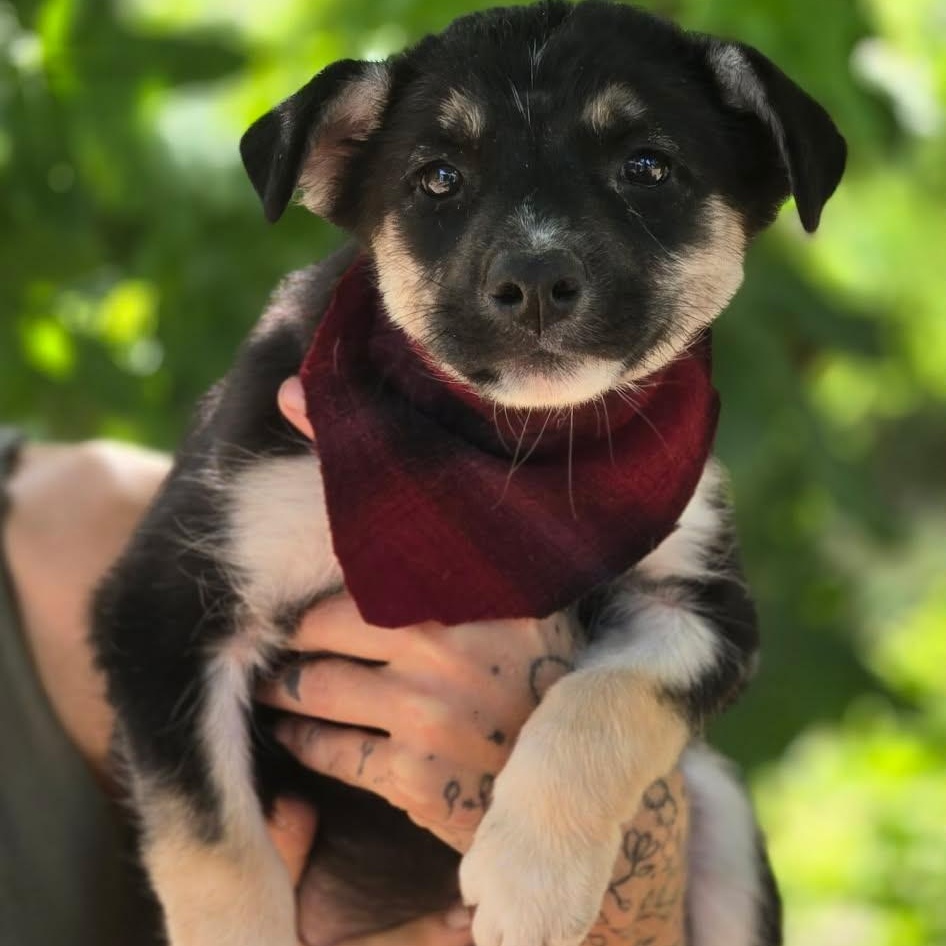 Enlarge Velvet (The Koala Litter), an adopted mixed breed in  Cleveland, OH image 3/3