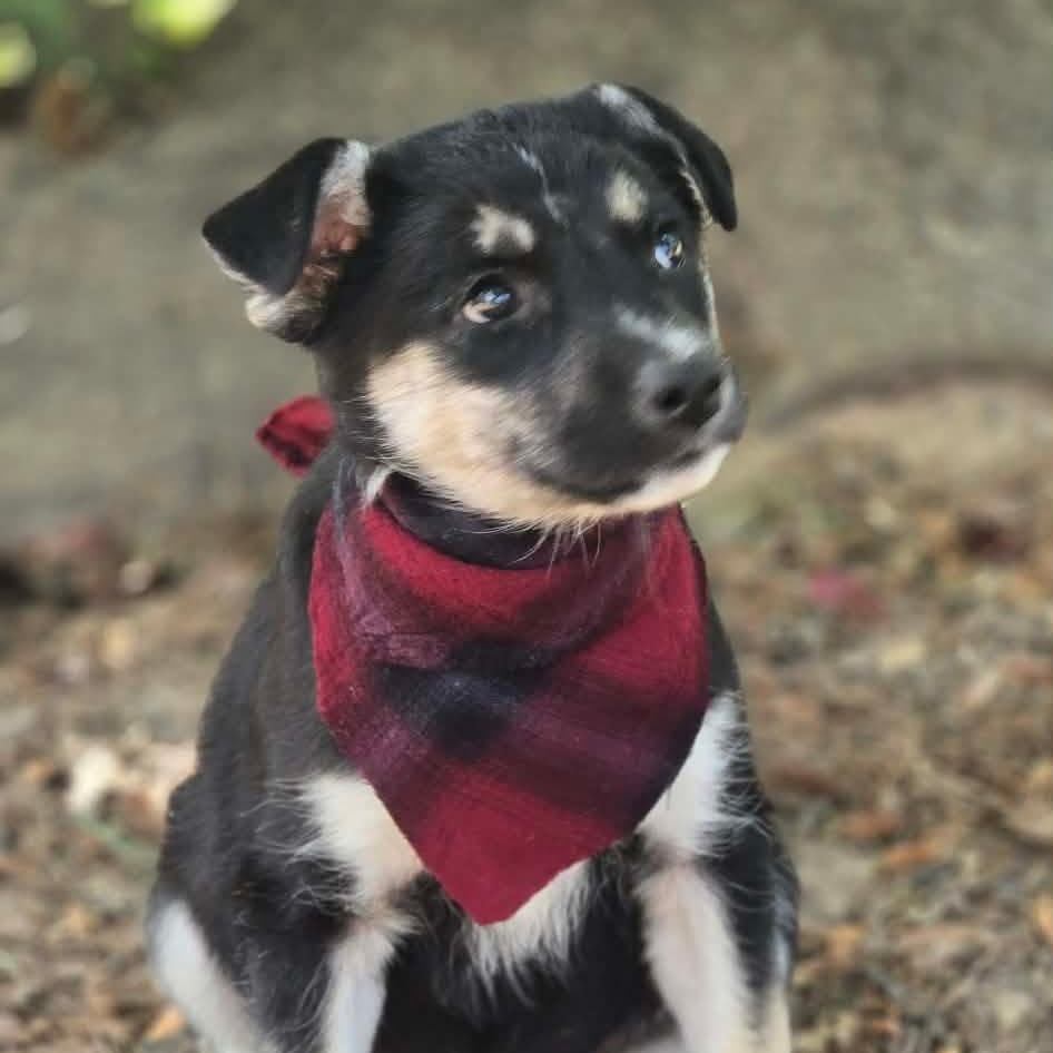 Enlarge Velvet (The Koala Litter), an adopted mixed breed in  Cleveland, OH image 1/3