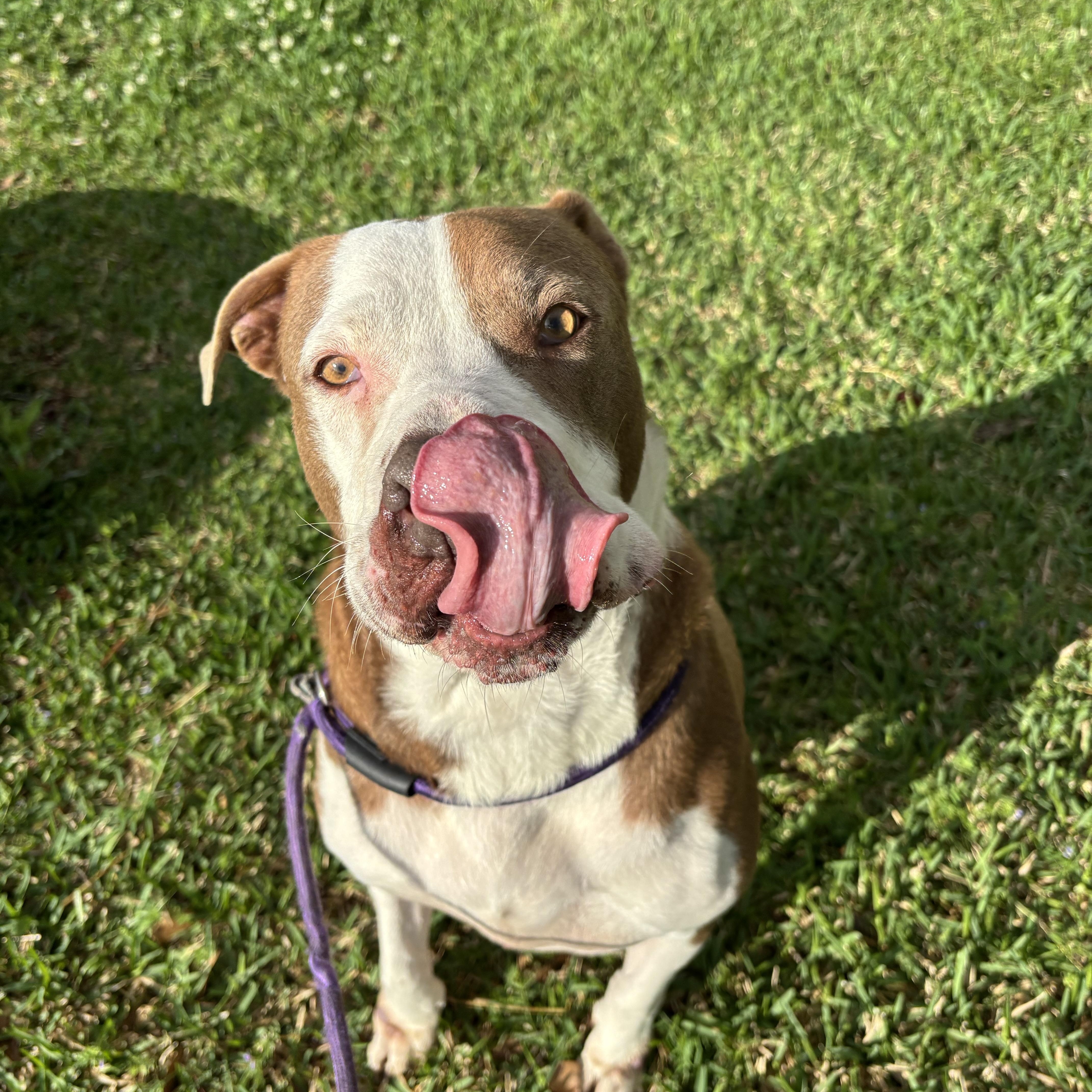 Enlarge Luna, a Adoptable mixed breed in Pearland, TX image 5/6