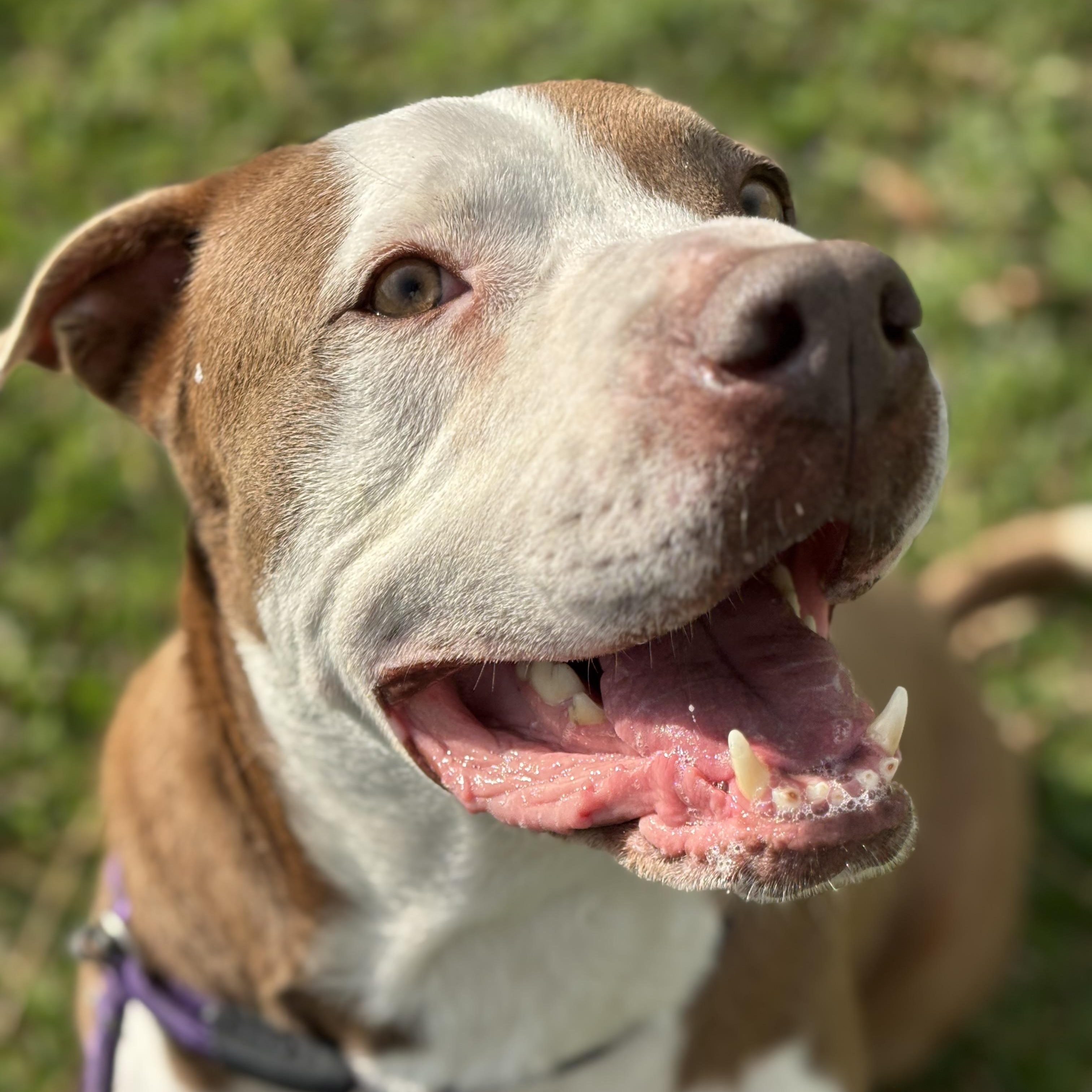 Enlarge Luna, a Adoptable mixed breed in Pearland, TX image 4/6