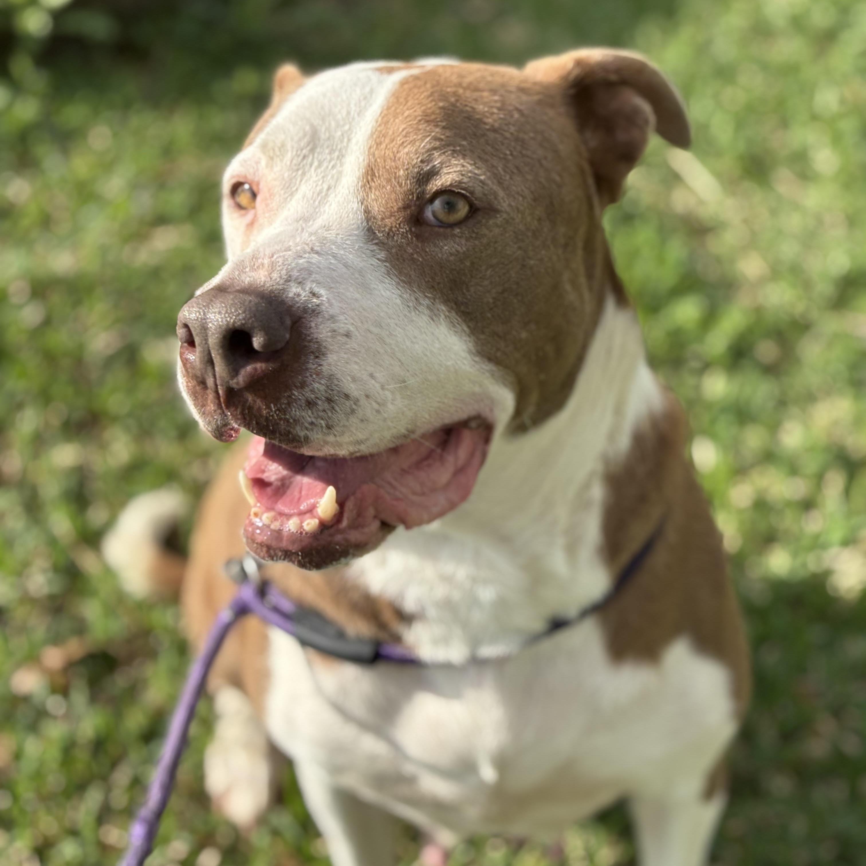 Enlarge Luna, a Adoptable mixed breed in Pearland, TX image 2/6