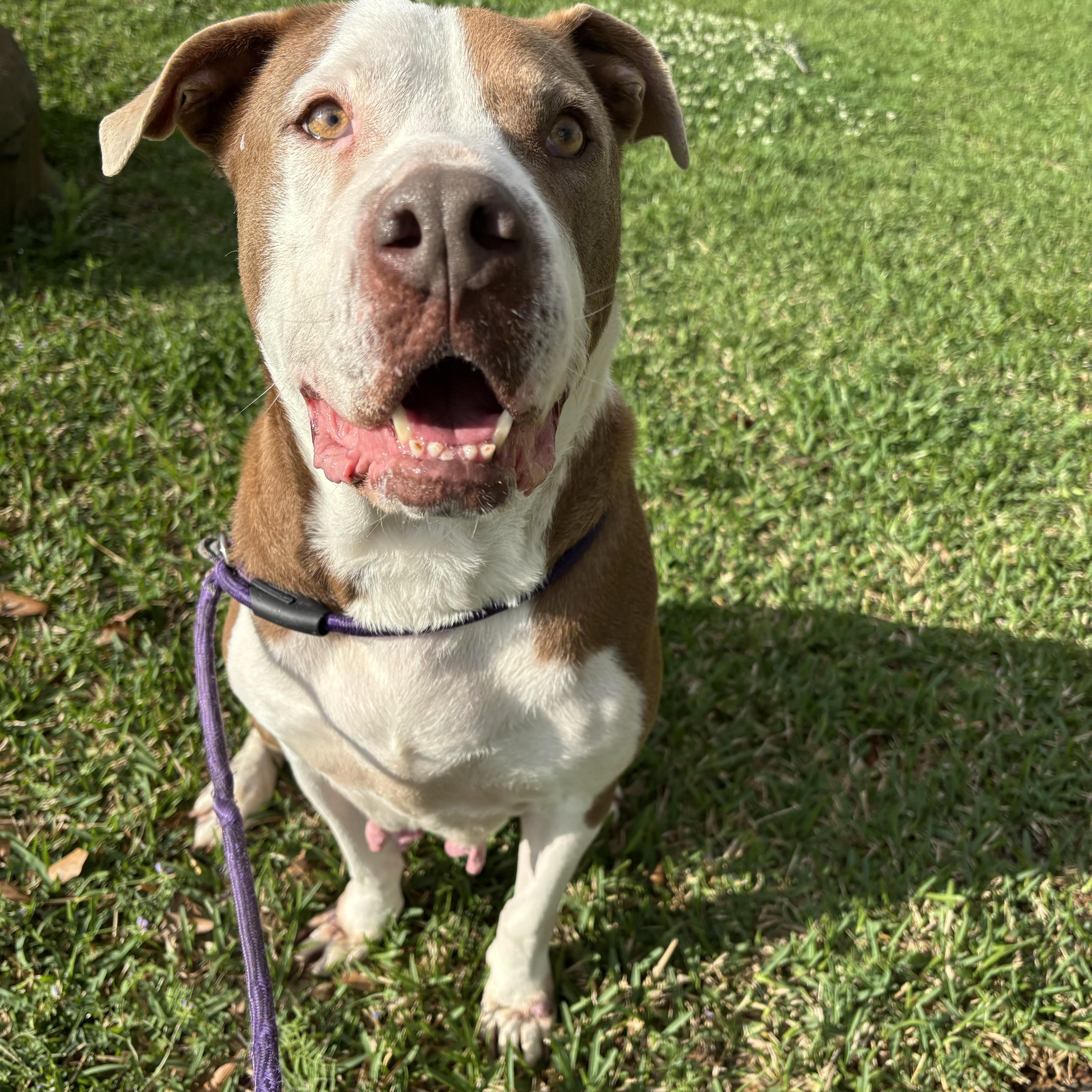 Enlarge Luna, a Adoptable mixed breed in Pearland, TX image 6/6