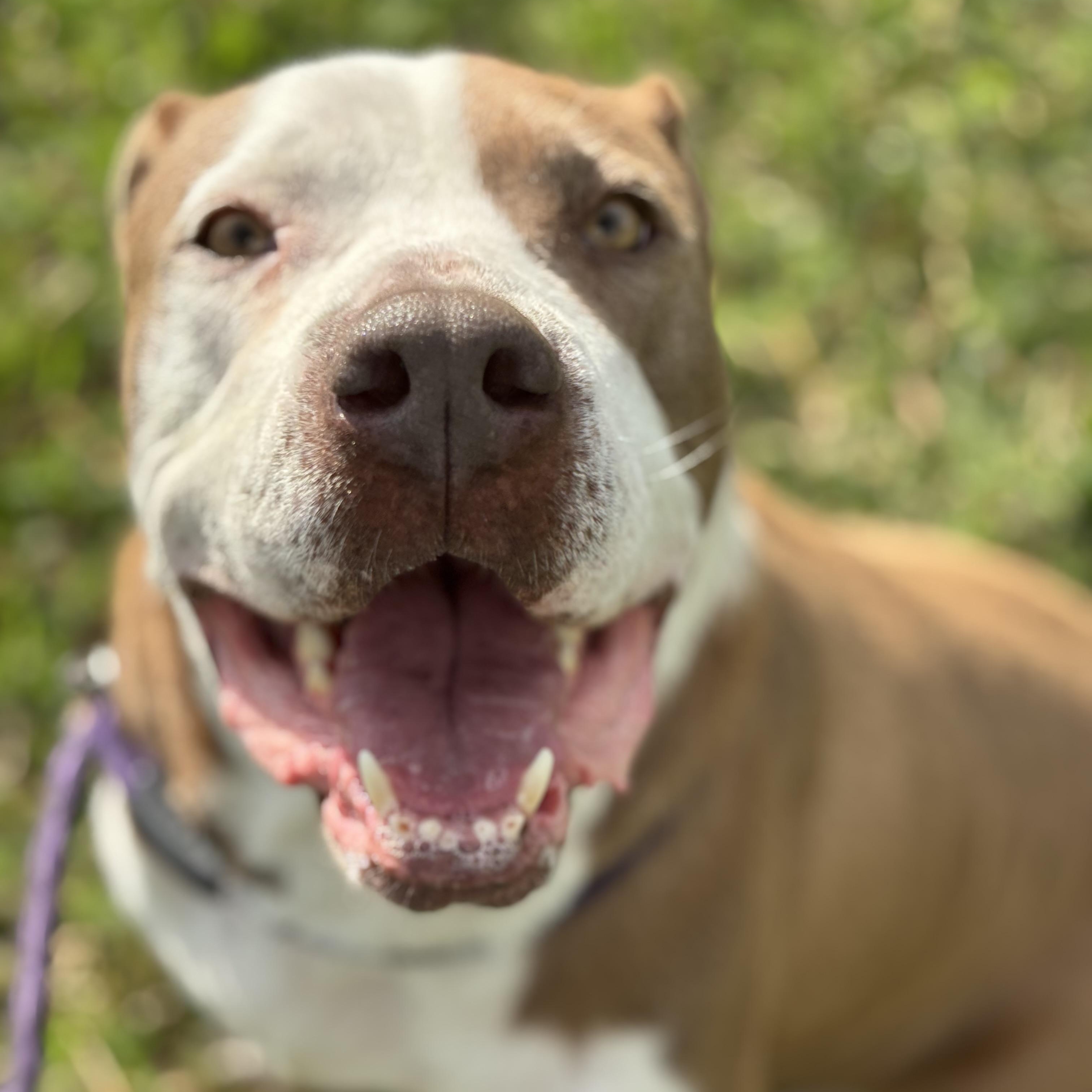Luna, Adoptable, Young Female Pit Bull Terrier.